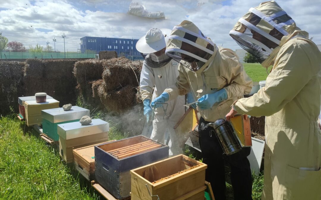 Apiculture