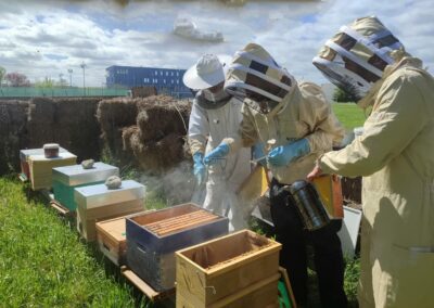 Apiculture